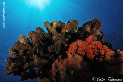 Just coral with sunburst...but what a peaceful place!! by Victor Tabernero 